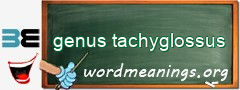 WordMeaning blackboard for genus tachyglossus